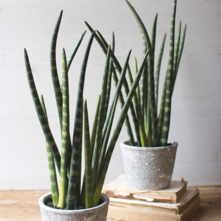 Kalalou Artificial Aloe in Cement Pot